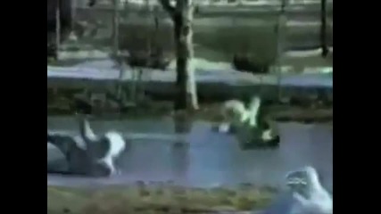 51 Best Kid Fails_ Barely Compilation #2