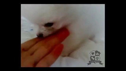 Teacup Size Snow White Pomeranian - Bella (hq) 