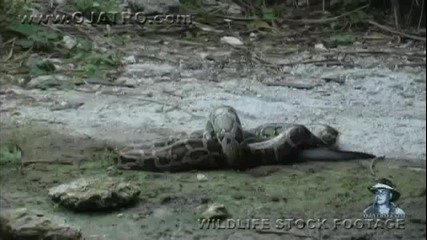 Питон си хапва крокодил .