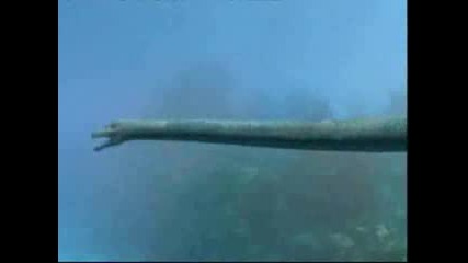 Sea Monsters 2 - Tanystropheus
