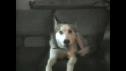 Компилация от кучета говорещи I love mama