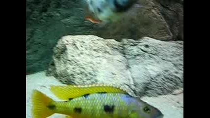 My home aquarium 2 
