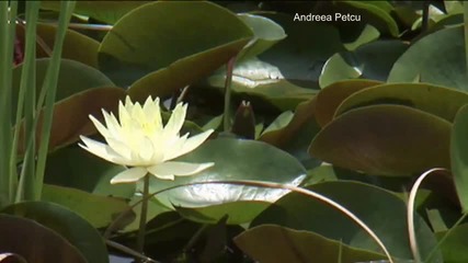 Chris Spheeris - Desires Of The Heart 