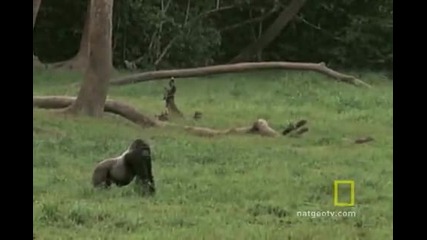 горила срещу горила 