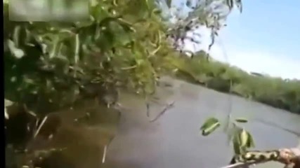 Бразилци сграбчиха чудовищна анаконда.
