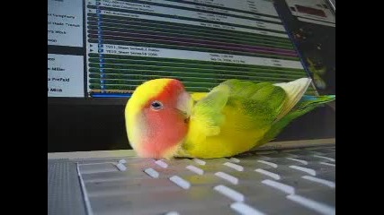 спящо папагалче :)