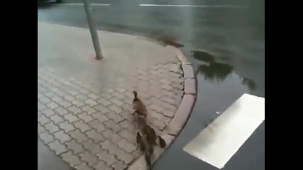 Семейство патета в центъра на града
