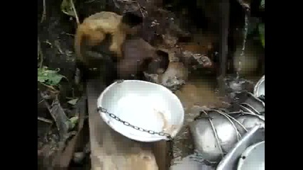 Маймунка мие чиний