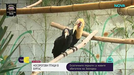 Как екзотичните носорози птици демонстрират близост помежду си в зоопарка в Бургас