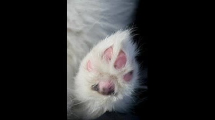 Снежнобелите Сибирски Кучета - Самоеди,