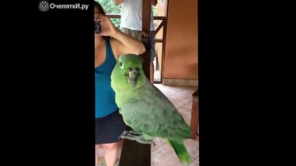 Този папагал ще ви разсмее със смеха си