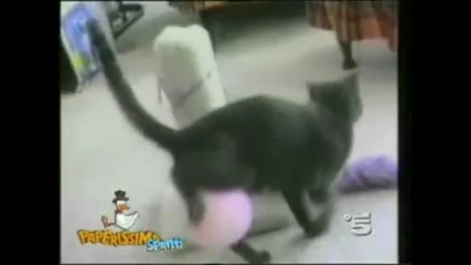 Funny Cats 3 