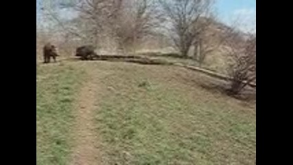 лиско облайва прасе 