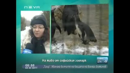 Сурикатско Общество - Новите обитатели на зоологическата градина - Здравей България 