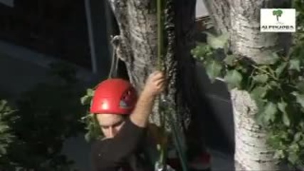 cut big tree - Youtube