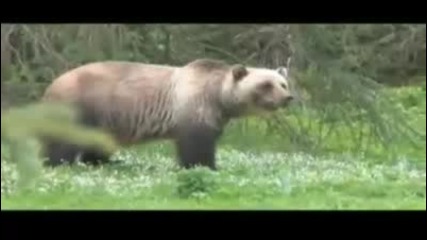 Мечка напада оператора 