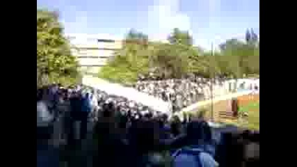 Соколите Лудеят На Тича