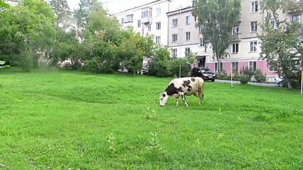 Корова пастся во дворах г.сатки 2015