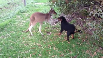 Приятели куче и кенгуру си играят.