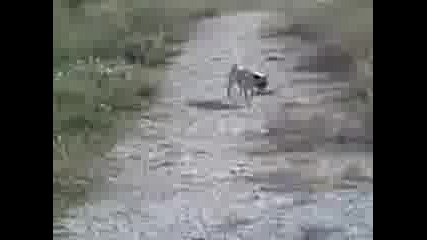 сладкия мопс Лео