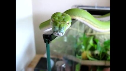 Green Tree Python 
