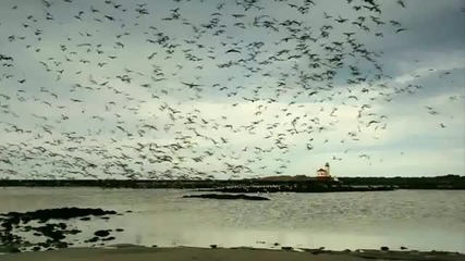 Wonderful Chill Out Music - Enigma - We are Nature [hd 1080p