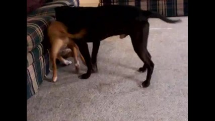 Две кученца си играят - не са ли сладки :*