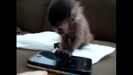 бебе маймуна си игра с iphone