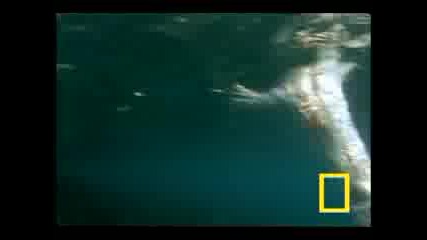 Penguin Vs. Pelican