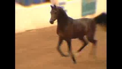 Scottsdale Arabian
