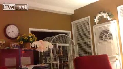 Папагал имитира двойка как се карат