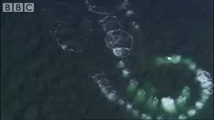 Ледената пустиня - Антрактида и огромните китове 