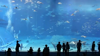 Най - големият аквариум на света. Барселона. 