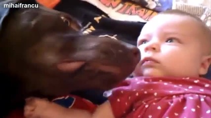 Любовта между бебета и кучета - компилация 2014