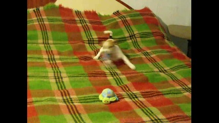 Jackrusselvsturtle