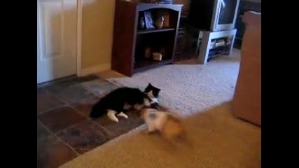 Cat vs. Dog
