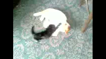две котенца се борят 