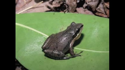 Upland Chorus Frog 