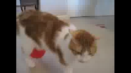 Наелектризирана котка срещу балон !! 