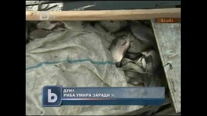 Риба умира заради жегата в Дунав 
