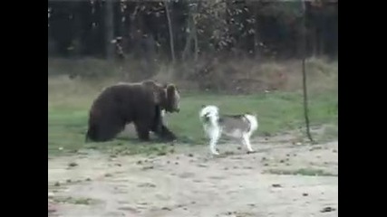 Лайки. Питомник ,,белорусский лес"