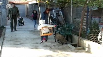 Прасе стана домашен любимец