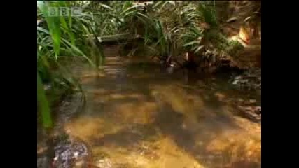 Cannibalism - Tribe - Bbc