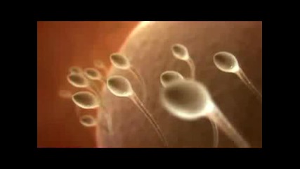 Състезание На Сперматозоиди