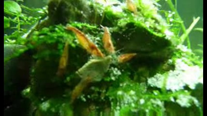 скариди red cherry shrimp