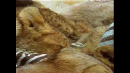 Scavenging Lions - Animal Planet 