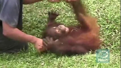 Apes Giggle Like Humans 