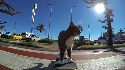 Котка кара скейтборд