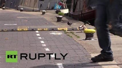 UK: What the duck? Quackers Brits create duck lanes on congested canal paths
