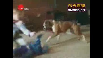 The world s most funny dog video 